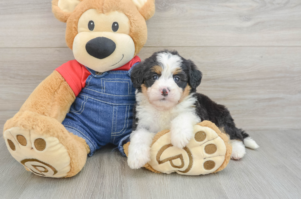 5 week old Mini Bernedoodle Puppy For Sale - Simply Southern Pups