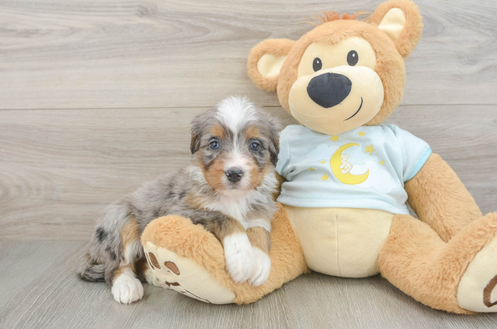 7 week old Mini Bernedoodle Puppy For Sale - Simply Southern Pups
