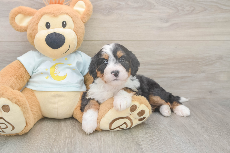 5 week old Mini Bernedoodle Puppy For Sale - Simply Southern Pups