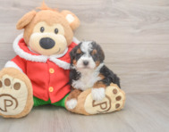 5 week old Mini Bernedoodle Puppy For Sale - Simply Southern Pups