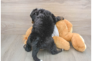 Best Mini Bernedoodle Baby