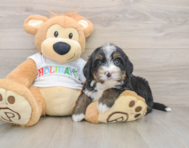 7 week old Mini Bernedoodle Puppy For Sale - Simply Southern Pups