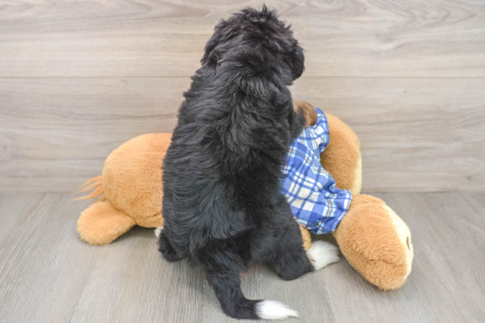 Mini Bernedoodle Pup Being Cute