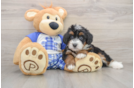 Energetic Mini Bernepoo Poodle Mix Puppy