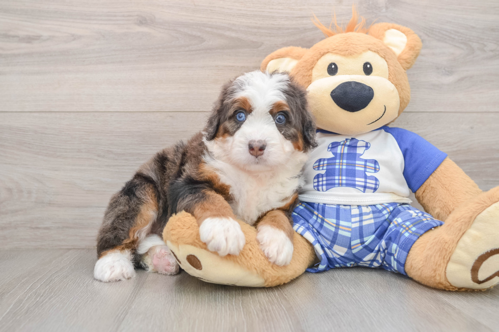 Mini Bernedoodle Puppy for Adoption