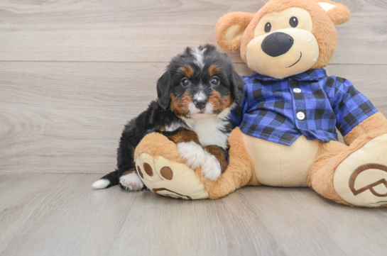Mini Bernedoodle Puppy for Adoption