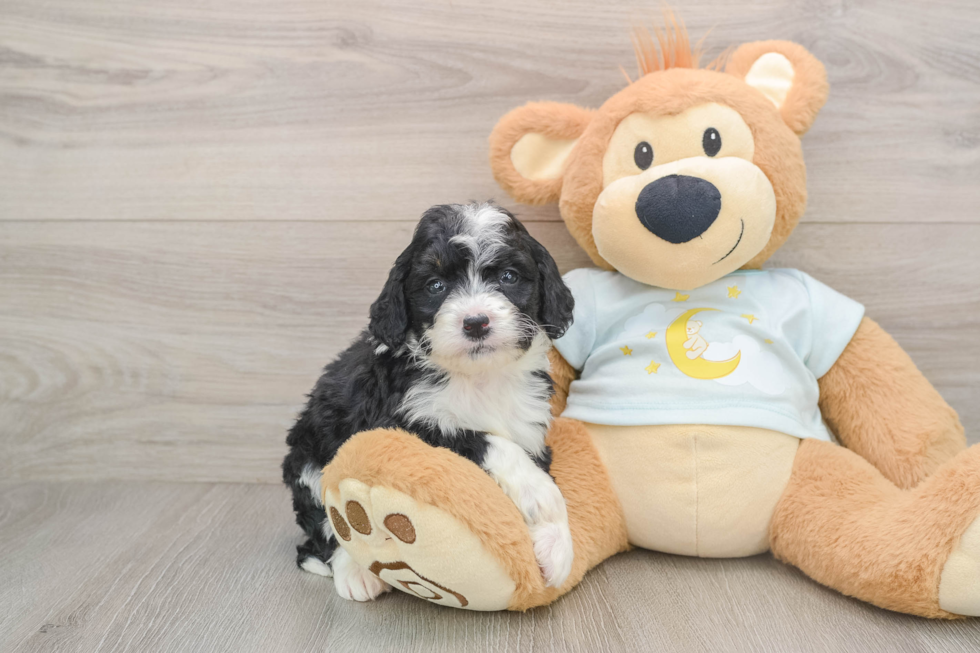 Best Mini Bernedoodle Baby