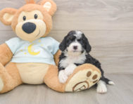 6 week old Mini Bernedoodle Puppy For Sale - Simply Southern Pups