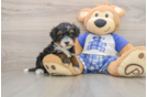 Sweet Mini Bernedoodle Baby
