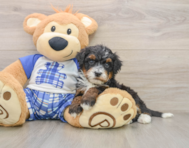 6 week old Mini Bernedoodle Puppy For Sale - Simply Southern Pups
