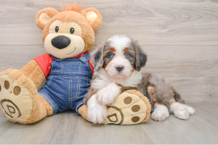 Funny Mini Bernedoodle Poodle Mix Pup