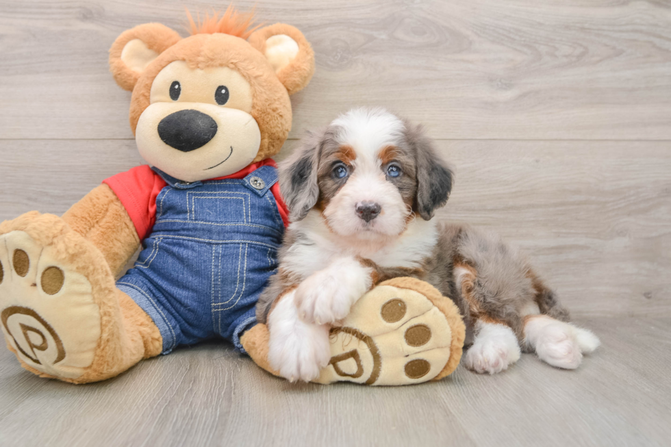Funny Mini Bernedoodle Poodle Mix Pup
