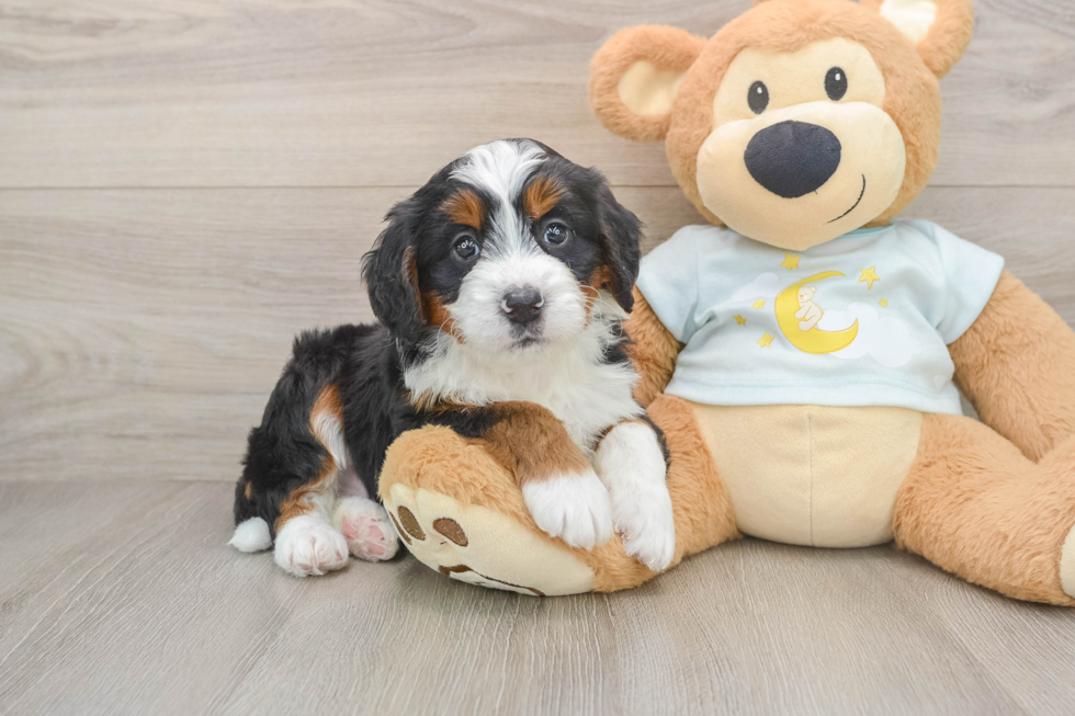 Best Mini Bernedoodle Baby