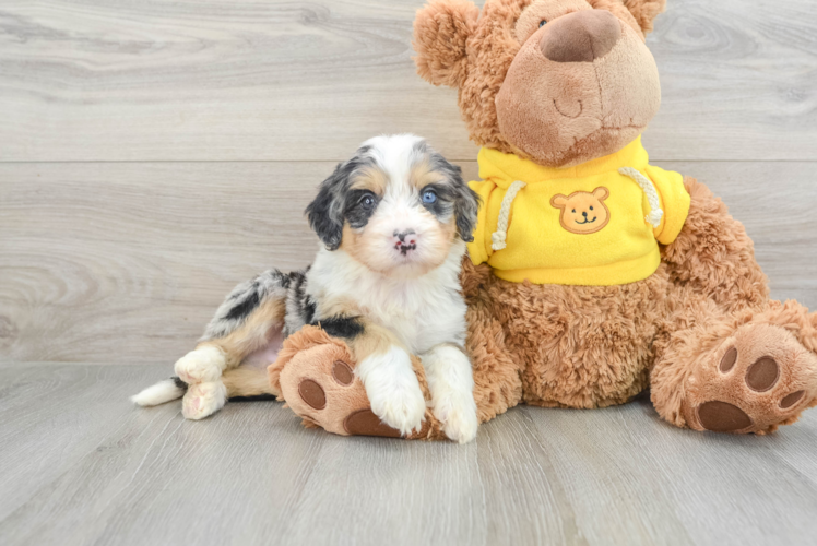 Popular Mini Bernedoodle Poodle Mix Pup