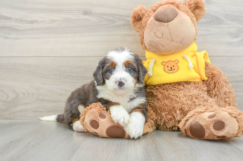 5 week old Mini Bernedoodle Puppy For Sale - Simply Southern Pups