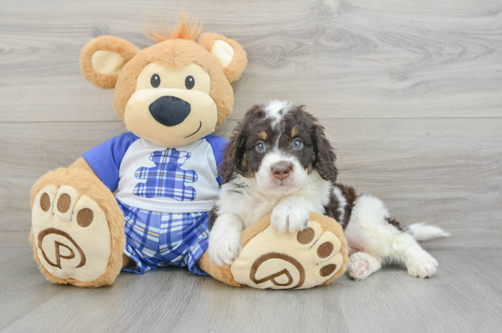 6 week old Mini Bernedoodle Puppy For Sale - Simply Southern Pups