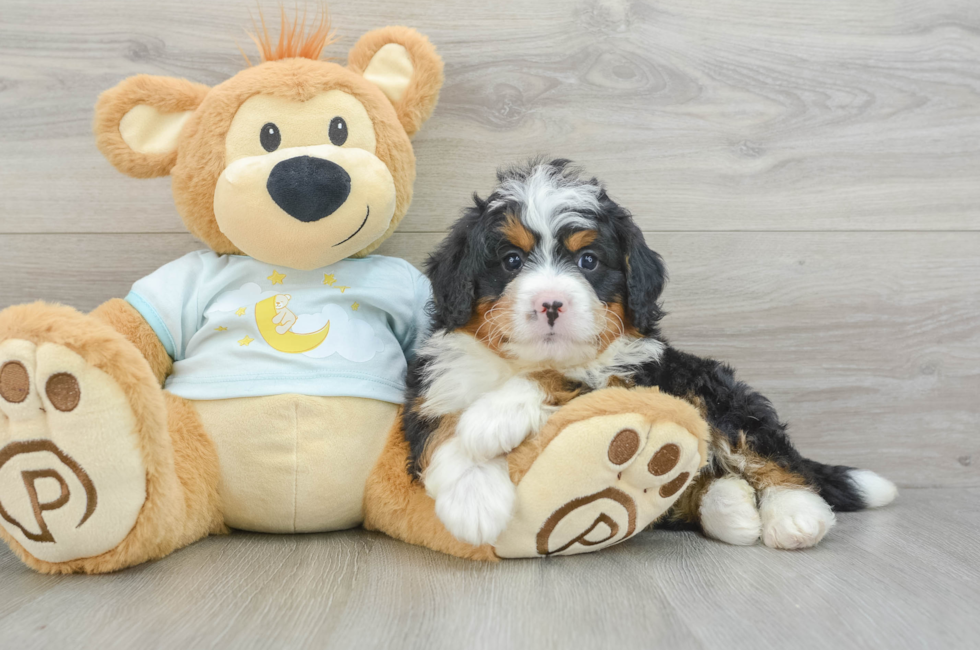 6 week old Mini Bernedoodle Puppy For Sale - Simply Southern Pups