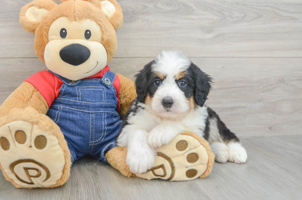 5 week old Mini Bernedoodle Puppy For Sale - Simply Southern Pups