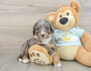 6 week old Mini Bernedoodle Puppy For Sale - Simply Southern Pups