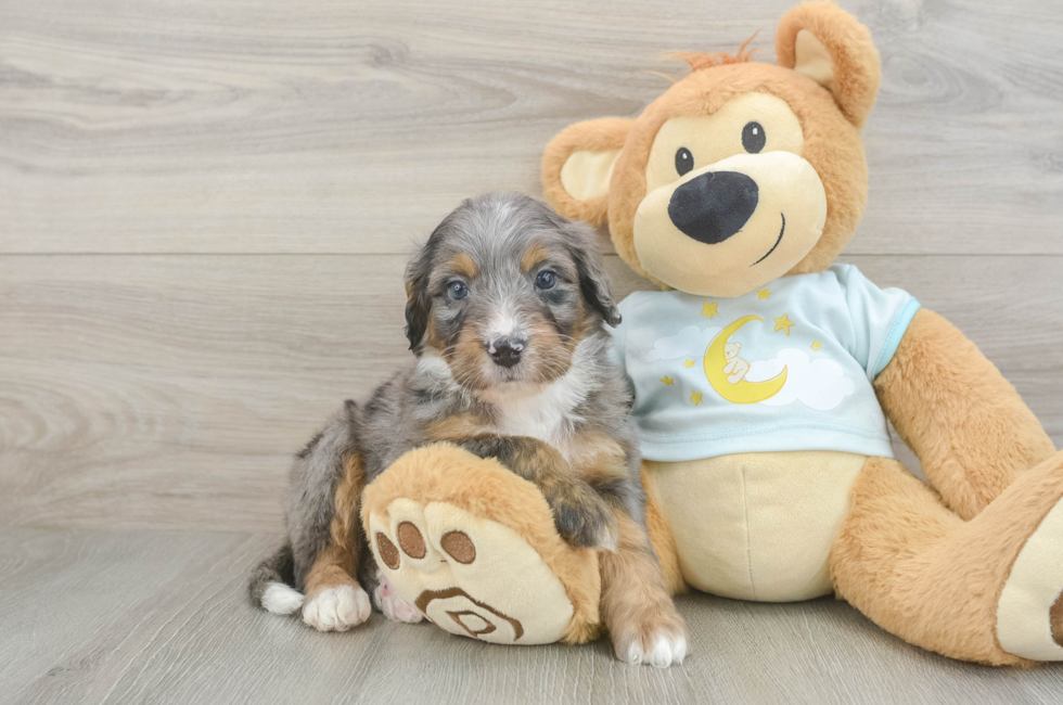 6 week old Mini Bernedoodle Puppy For Sale - Simply Southern Pups