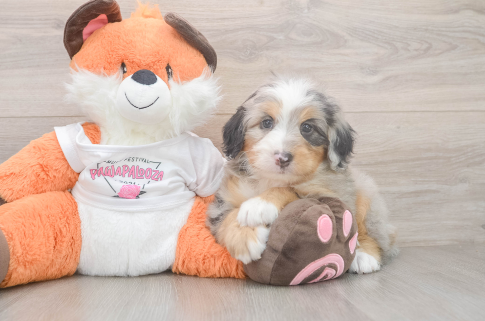 6 week old Mini Bernedoodle Puppy For Sale - Simply Southern Pups