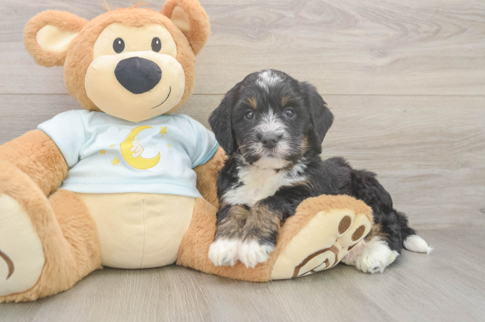 6 week old Mini Bernedoodle Puppy For Sale - Simply Southern Pups