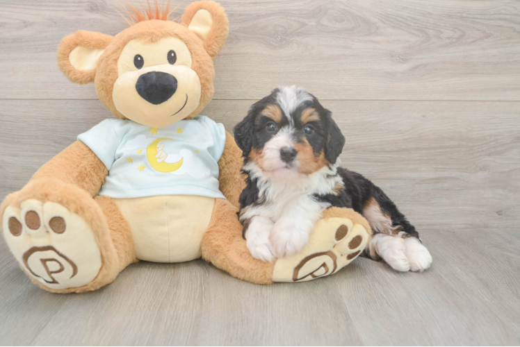 Little Mini Bernepoo Poodle Mix Puppy