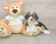 5 week old Mini Bernedoodle Puppy For Sale - Simply Southern Pups