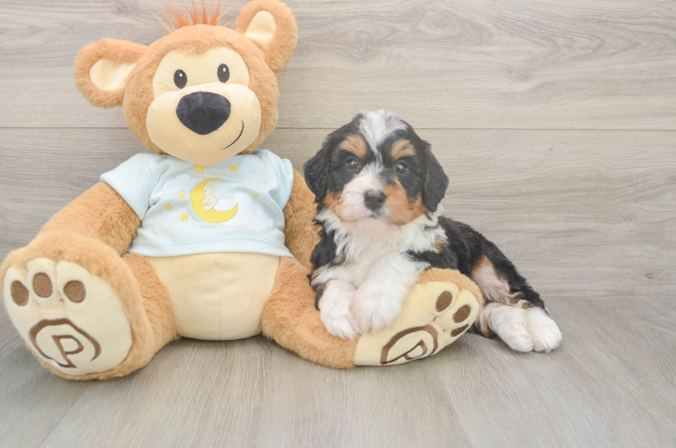 5 week old Mini Bernedoodle Puppy For Sale - Simply Southern Pups