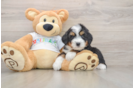 Mini Bernedoodle Puppy for Adoption