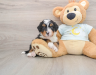 5 week old Mini Bernedoodle Puppy For Sale - Simply Southern Pups