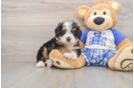 Cute Mini Bernedoodle Baby