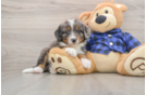 Mini Bernedoodle Pup Being Cute