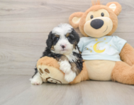6 week old Mini Bernedoodle Puppy For Sale - Simply Southern Pups