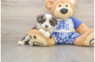 Mini Bernedoodle Puppy for Adoption