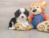 5 week old Mini Bernedoodle Puppy For Sale - Simply Southern Pups