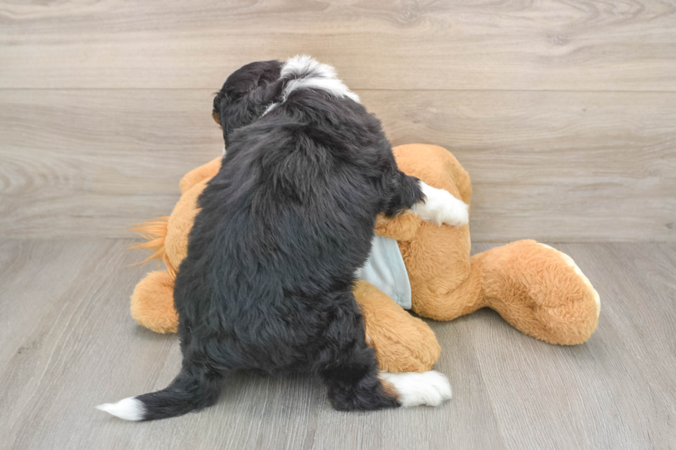 Cute Mini Bernedoodle Baby