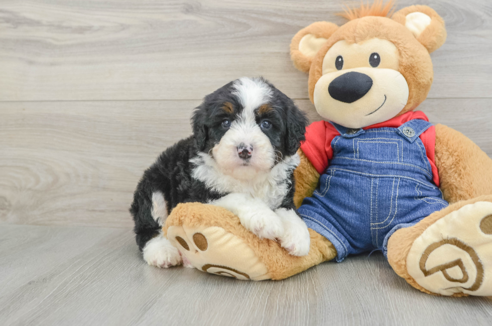 5 week old Mini Bernedoodle Puppy For Sale - Simply Southern Pups