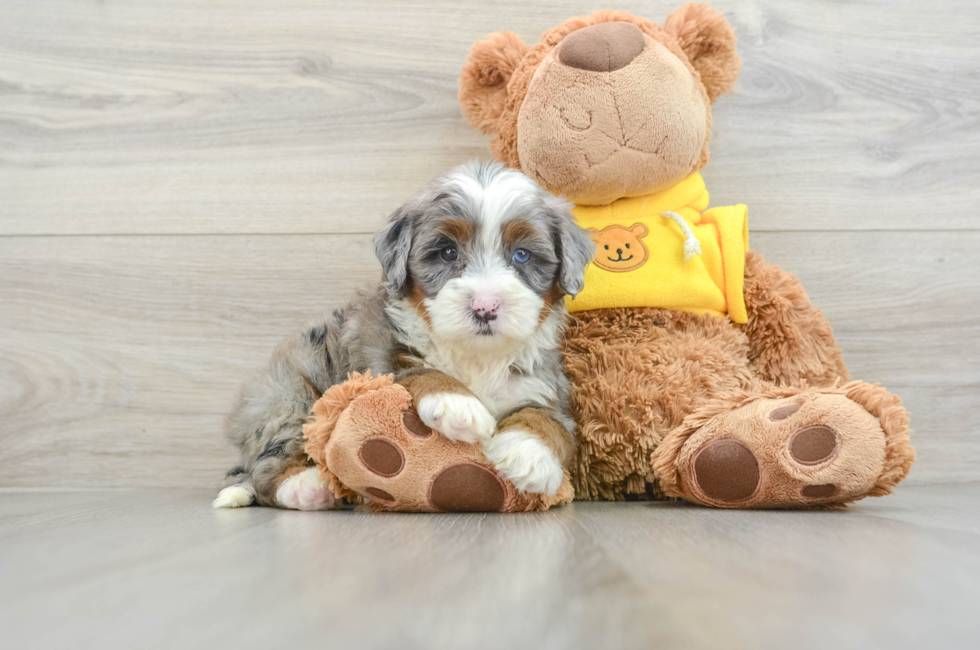 5 week old Mini Bernedoodle Puppy For Sale - Simply Southern Pups