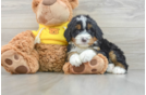 Mini Bernedoodle Puppy for Adoption