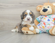 8 week old Mini Bernedoodle Puppy For Sale - Simply Southern Pups