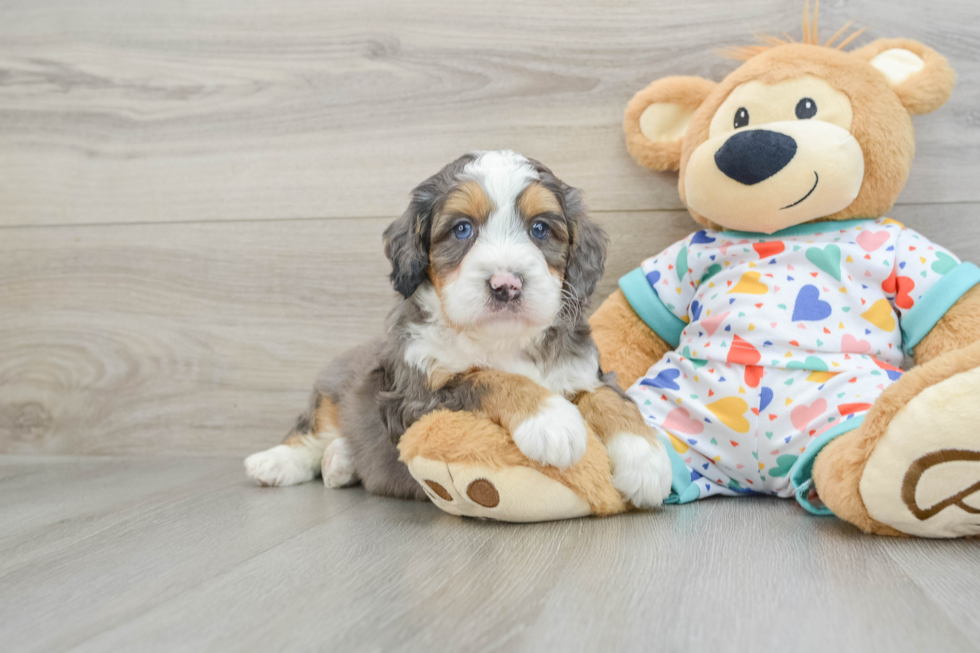 Mini Bernedoodle Puppy for Adoption