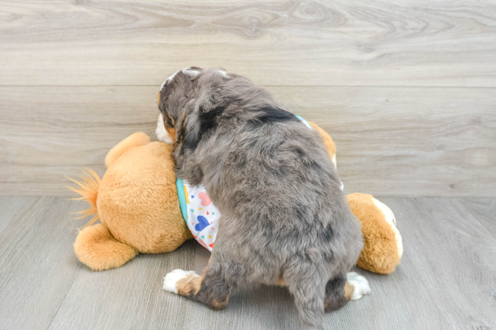 Mini Bernedoodle Puppy for Adoption