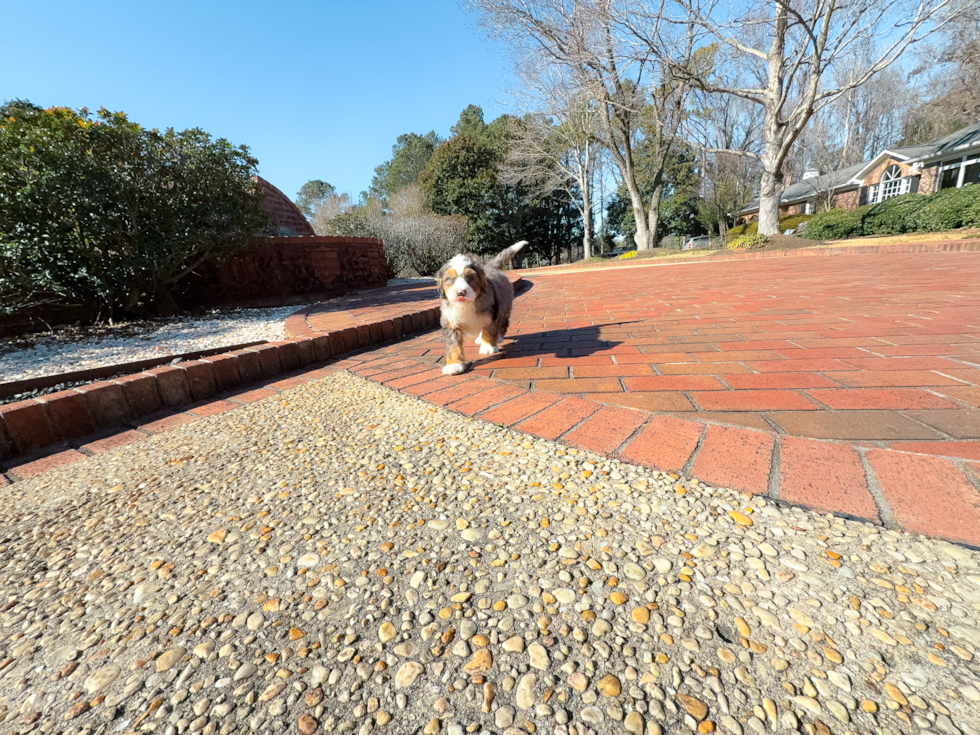 Mini Bernedoodle Puppy for Adoption