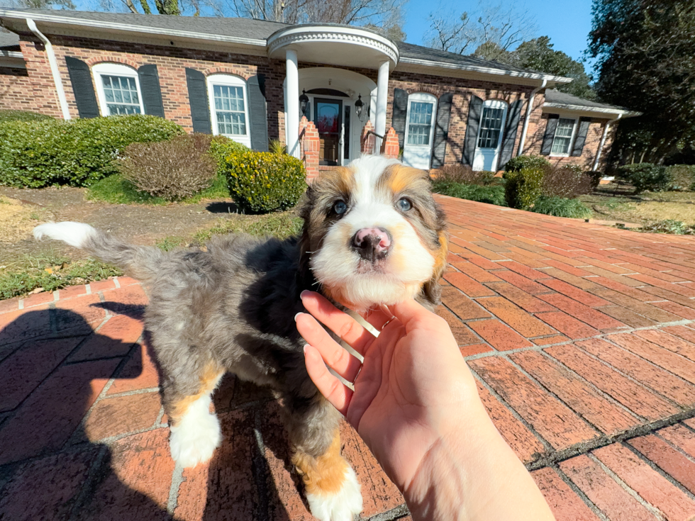 Cute Mini Bernedoodle Baby