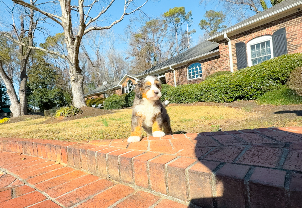 Mini Bernedoodle Pup Being Cute