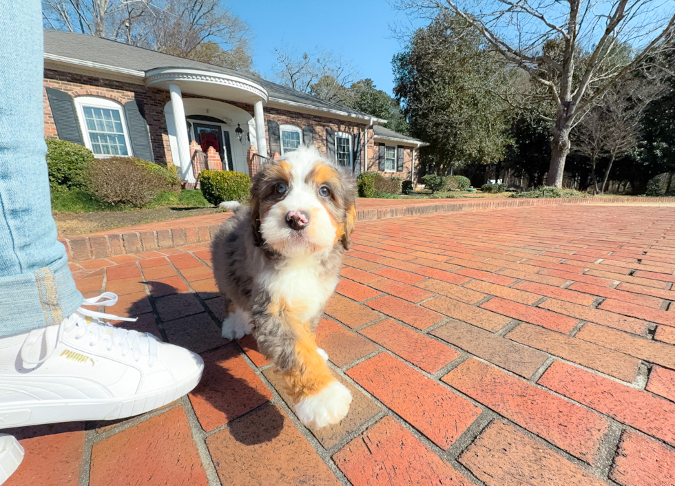 Cute Mini Bernedoodle Baby