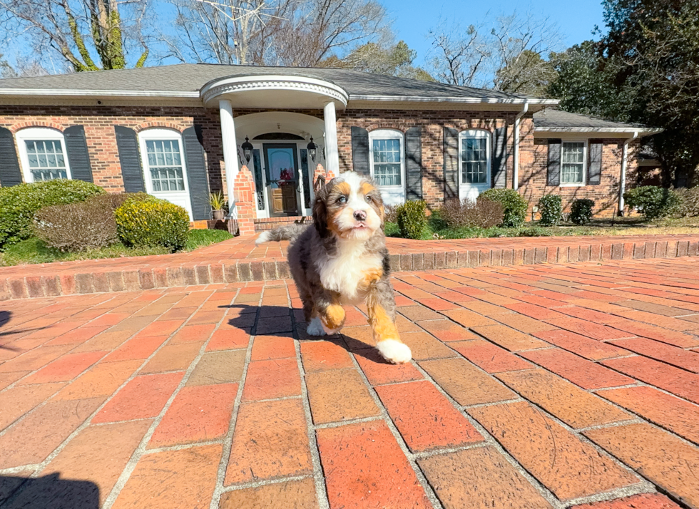 Mini Bernedoodle Puppy for Adoption