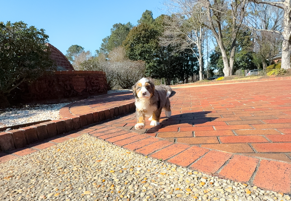 Cute Mini Bernese Poodle Poodle Mix Puppy