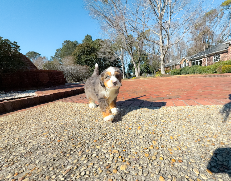 Mini Bernedoodle Pup Being Cute